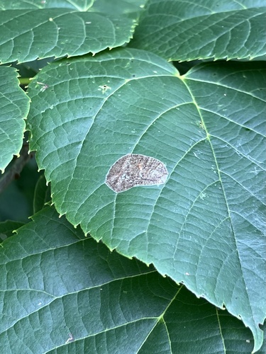 Basswood Round-blotch Miner Moth photo 2