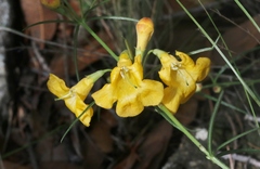 Brachystigma wrightii