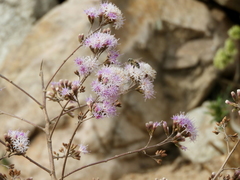 Vernonanthura squamulosa