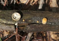 Crucibulum cyathiforme