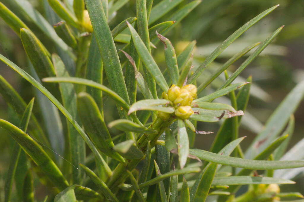 Podocarpus lambertii; photograph author not stated, no rights reserved