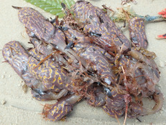 Botrylloides perspicuus