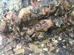 Ectocarpales