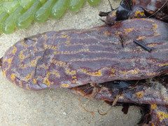 Botrylloides perspicuus