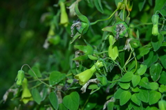 Codonopsis kawakamii