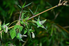 Codonopsis kawakamii
