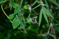Codonopsis kawakamii
