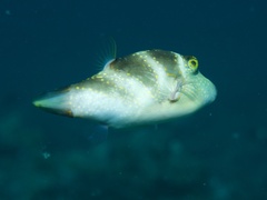 Canthigaster coronata