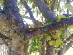Chenoderus testaceus