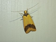 Hemibela