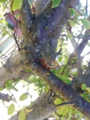 Chenoderus testaceus