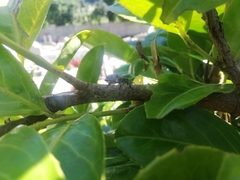 Aegorhinus superciliosus