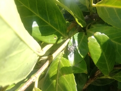 Aegorhinus superciliosus