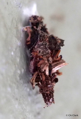 Brachycyttarus griseus