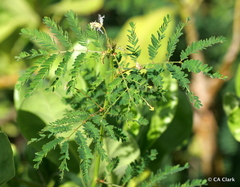 Desmanthus pernambucanus