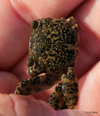 Grapsus longitarsis