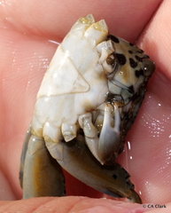 Grapsus longitarsis