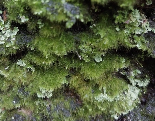 weft fern (Crepidomanes intricatum)