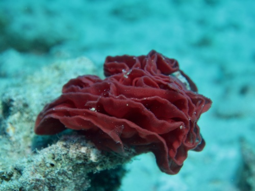 Hexabranchus sanguineus, 2019-10-31