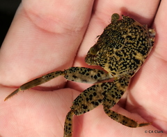 Grapsus longitarsis