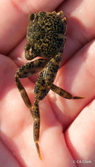Grapsus longitarsis