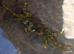 Grapsus longitarsis
