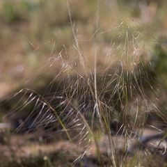 Austrostipa scabra