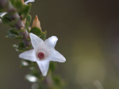 Epacris microphylla