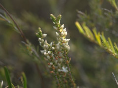 Epacris microphylla