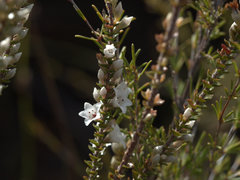Epacris microphylla