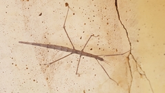 Acanthomima rhipheus