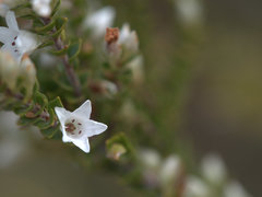 Epacris microphylla