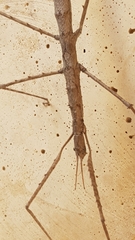 Acanthomima rhipheus