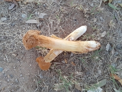 Battarrea