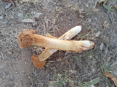 Battarrea