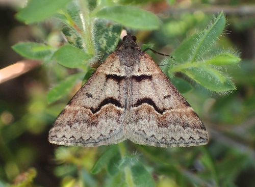 Dichromodes atrosignata (Walker, 1861)