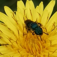 Augochlora