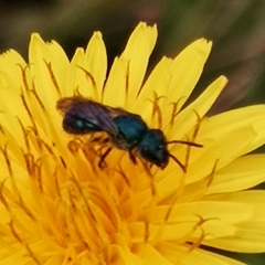 Augochlora