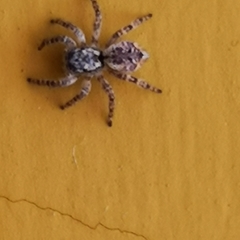 Mexigonus