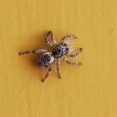 Mexigonus