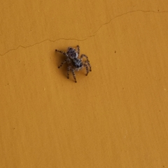 Mexigonus