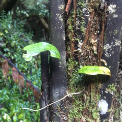 Microsorum pustulatum pustulatum