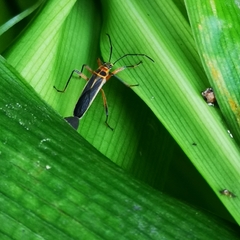 Stenomacra marginella