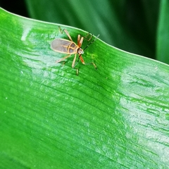 Stenomacra marginella