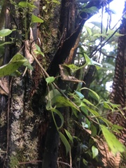 Geniostoma ligustrifolium ligustrifolium