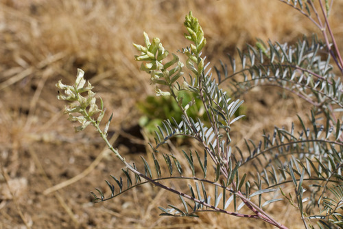San Joaquin Milk Vetch