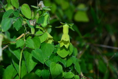 Codonopsis kawakamii