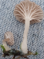 Arrhenia peltigerina