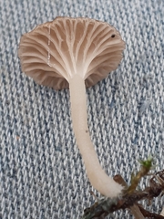 Arrhenia peltigerina