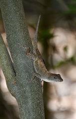Anolis jubar oriens